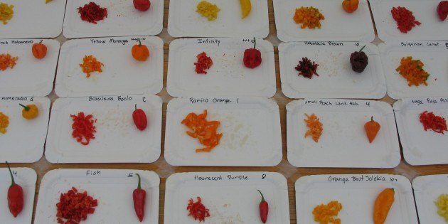 Chili Arter & Sorter – Capsicum Chili Arter & Sorter – Capsicum